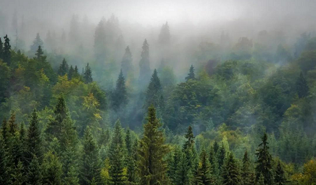 植樹節|得高地板構建健康家居，呵護地球生態